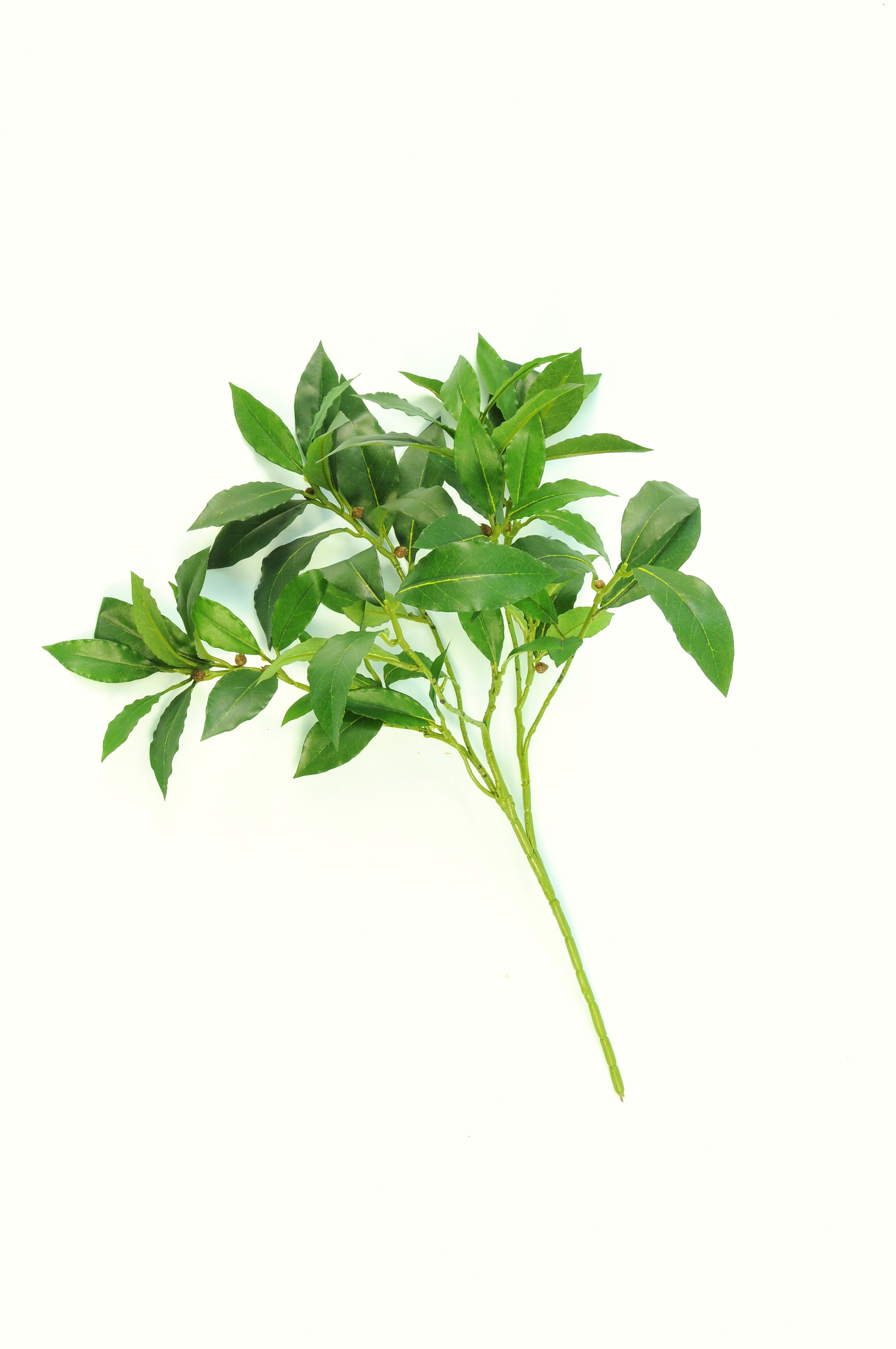 LAUREL SPRAY